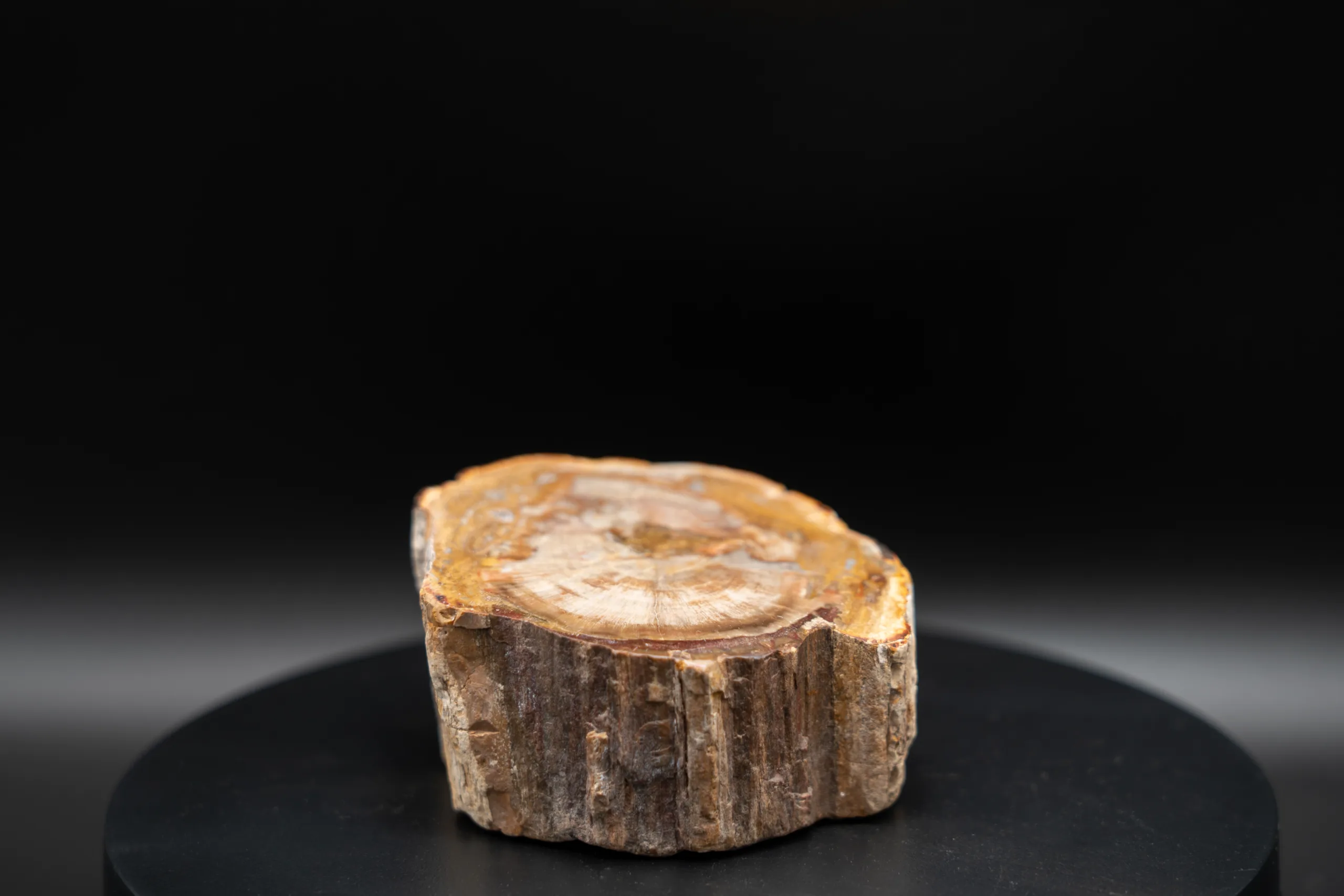Bois Fossile