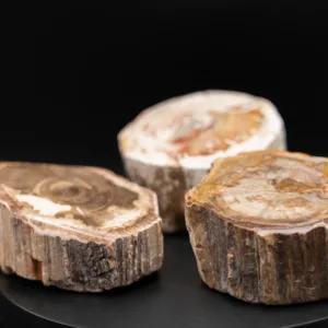 Bois Fossile - Madagascar