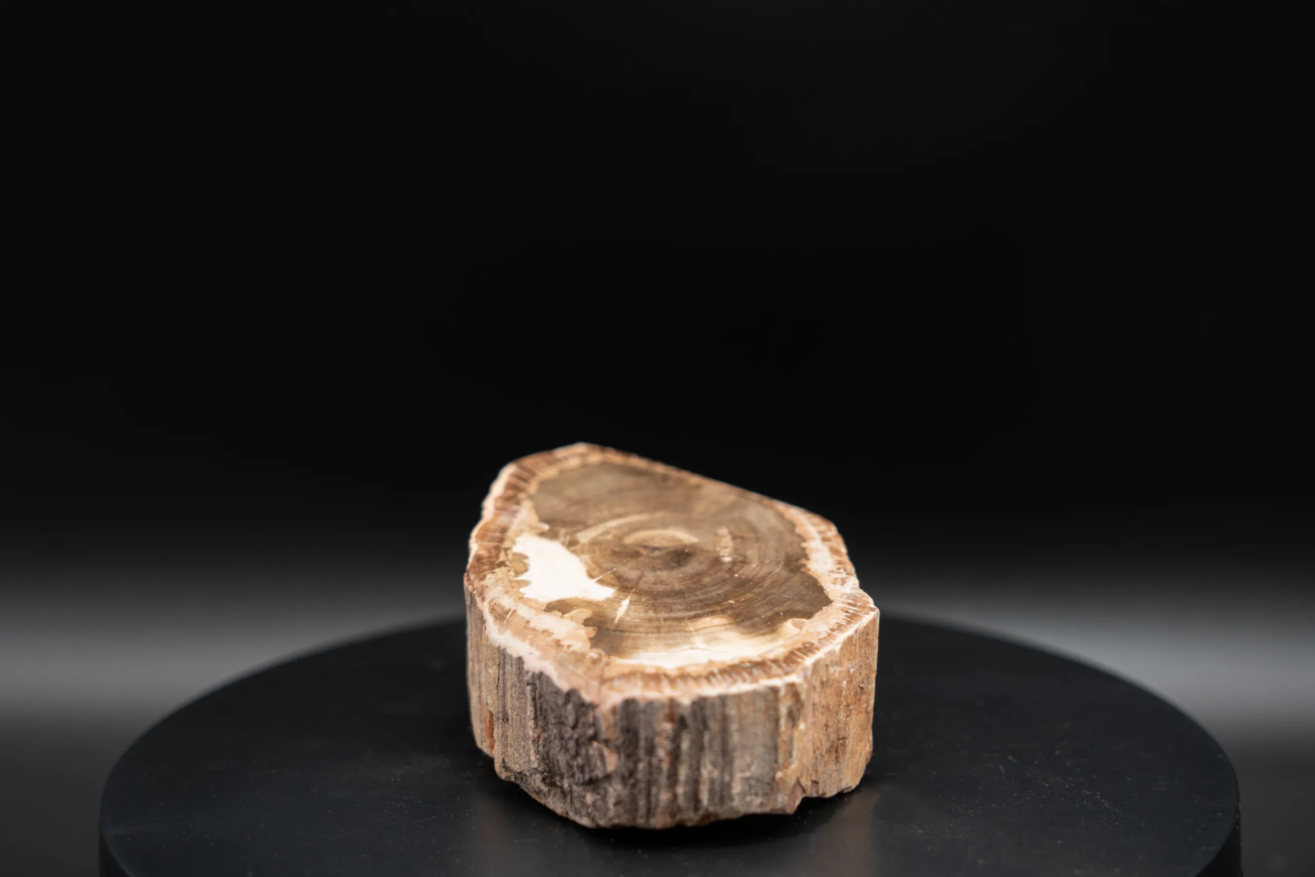 Bois Fossile
