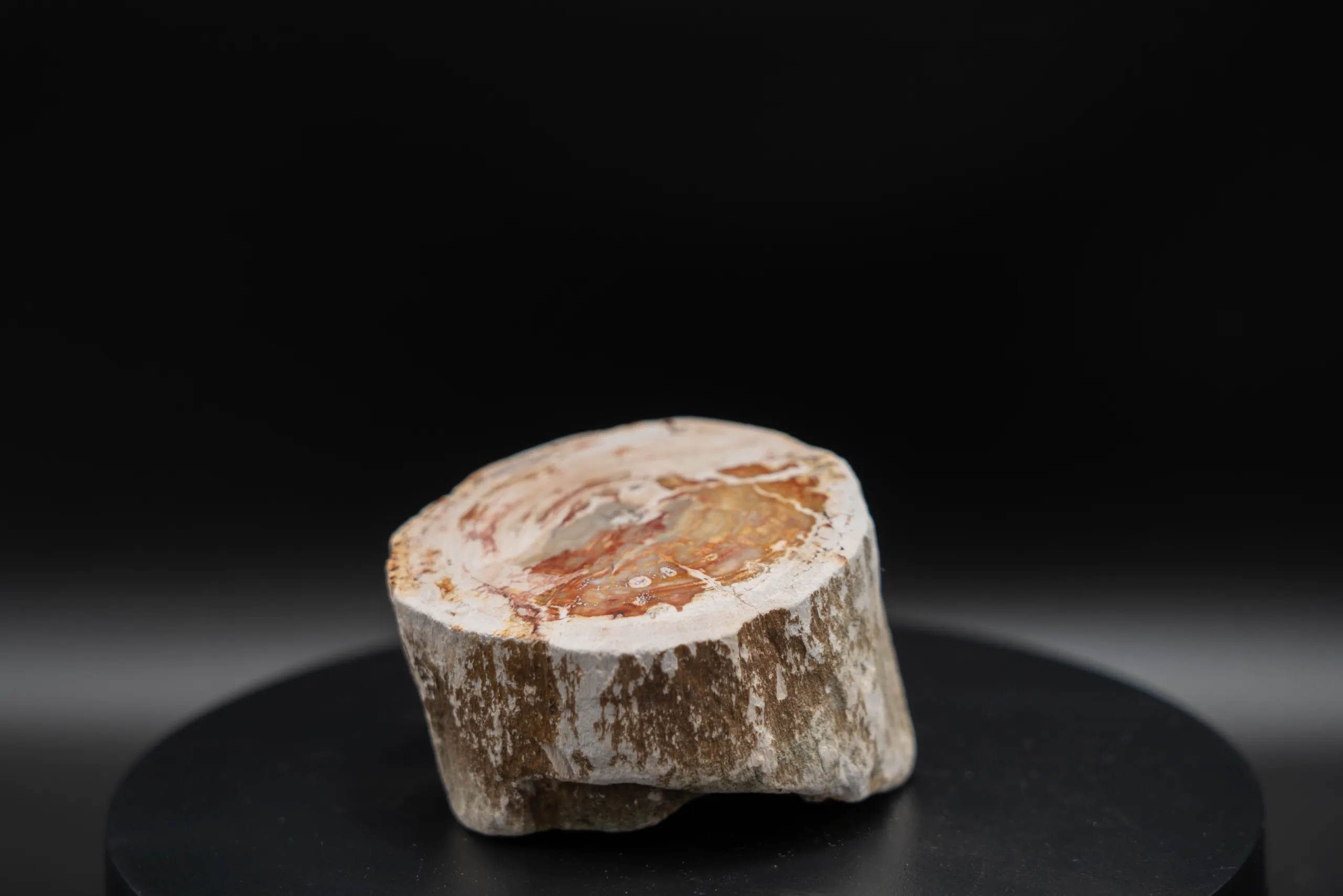Bois Fossile