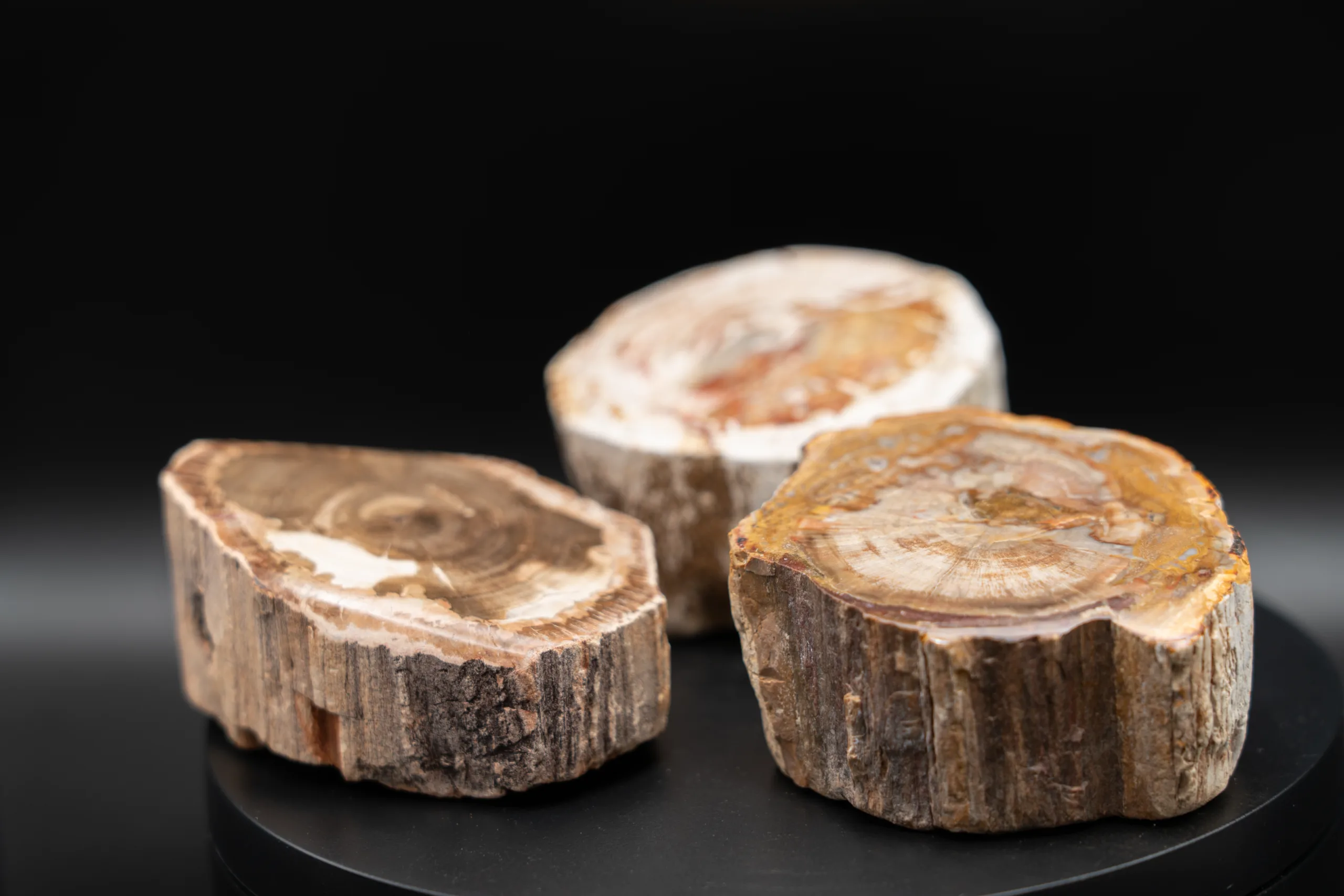 Bois Fossile - Madagascar