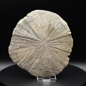 Marcassite Dollar – USA