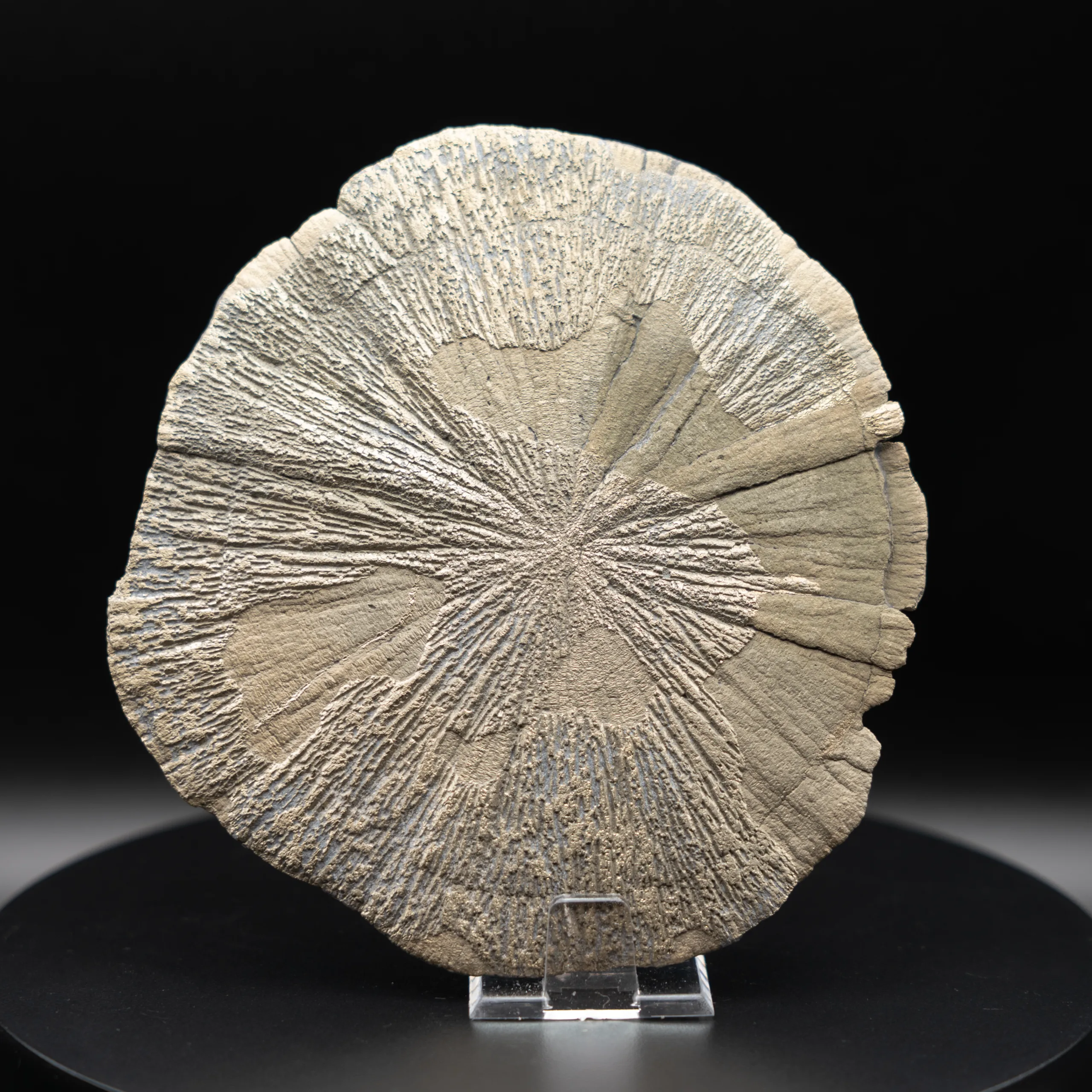 Marcassite Dollar – USA